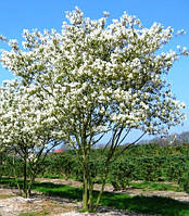 Ирга Канадская Amelanchier canadensis ком h300