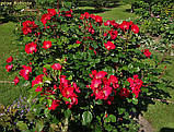 Роза Robusta (Робуста) паркова гор 3л, фото 2