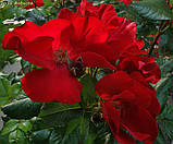 Роза Robusta (Робуста) паркова гор 3л, фото 4