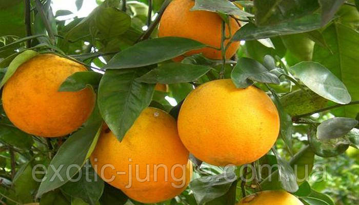 Апельсин Лайн Лате (Citrus sinensis Lane Late) 50-55 см. Кімнатний