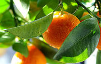 Апельсин Валенсія (Citrus sinensis Valencia) Кімнатний