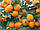 Апельсин Валенсія (Citrus sinensis Valencia) 30-35 см. Кімнатний, фото 4