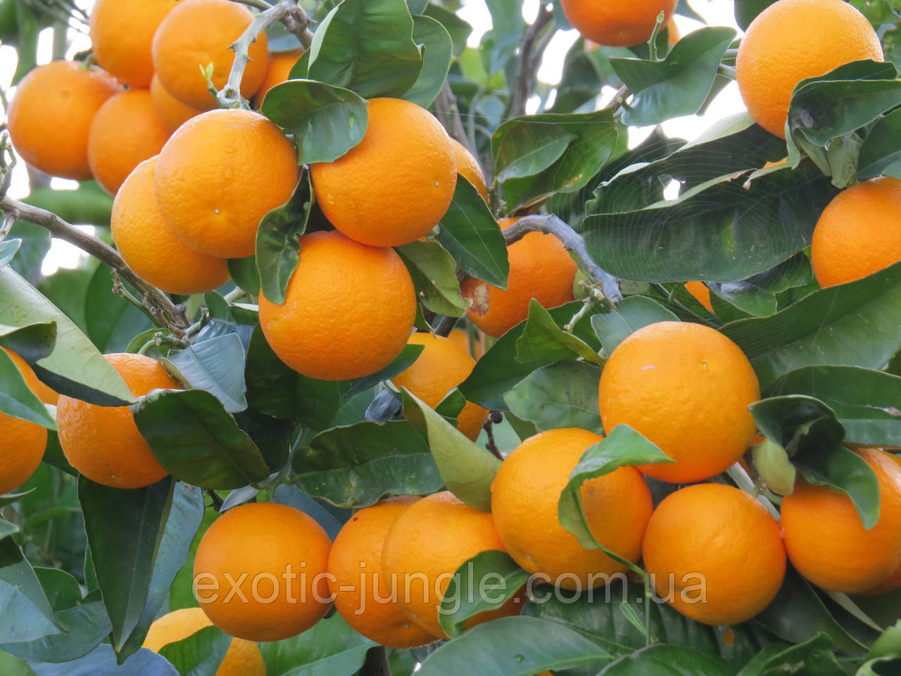 Апельсин Валенсия (Citrus sinensis Valencia) 20-25 см. Комнатный - фото 3 - id-p747544354