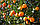 Апельсин Валенсія (Citrus sinensis Valencia) вище 50 див. Кімнатний, фото 4