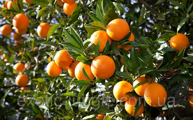 Апельсин Валенсия (Citrus sinensis Valencia) 20-25 см. Комнатный - фото 4 - id-p747544354