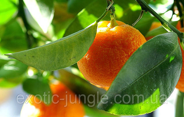 Апельсин Валенсія (Citrus sinensis Valencia) вище 50 див. Кімнатний