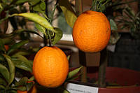Апельсин Мерлін (Citrus sinensis Merlin) Кімнатний