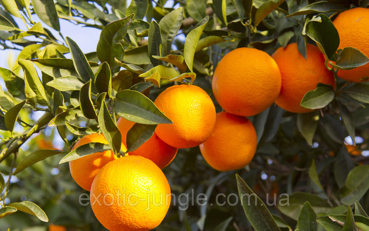 Апельсин Мерлин (Citrus sinensis Merlin) 20-25 см. Комнатный - фото 4 - id-p747549996