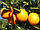 Апельсин Мерлін (Citrus sinensis Merlin) до 20 см. Кімнатний, фото 6