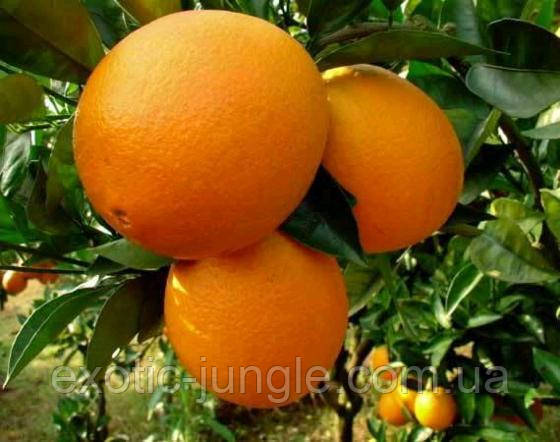 Апельсин Мерлін (Citrus sinensis Merlin) до 20 см. Кімнатний