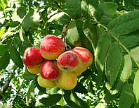 Саженцы рябины ДОМАШНЯЯ (Sorbus domestica L.)