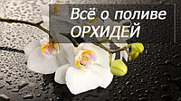 Все про поливу орхідей: коли, як і чим поливати.