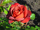 Троянда Хот Чоколат. (с). Флорібунда, фото 2