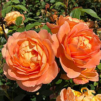 Троянда Леді Емма Гамільтон. (с). Англійська троянда