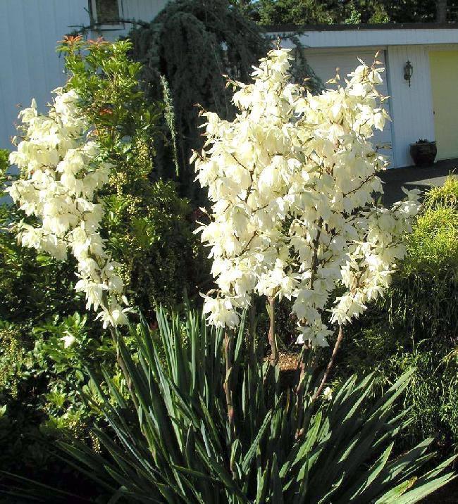 Юка нитчаста, Yucca filamentosa, 60 см