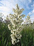 Юка нитчаста, Yucca filamentosa, 60 см, фото 2