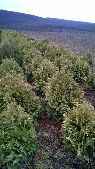 Туя западная Вареана Лютесценс, Thuja occidentalis 'Wareana Lutescens', 200 см - фото 6 - id-p747725158