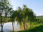 Верба китайська жовта, Salix matsuda 'Tortuosa', жовта 350 см, фото 5