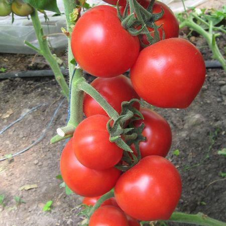 Насіння томату Хітомакс F1 (100 сем.) Kitano