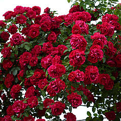 Саджанці плетистої троянди Flamentanz (Фламентанз)