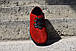 Зручне взуття червоного кольору мокасини, фото 4