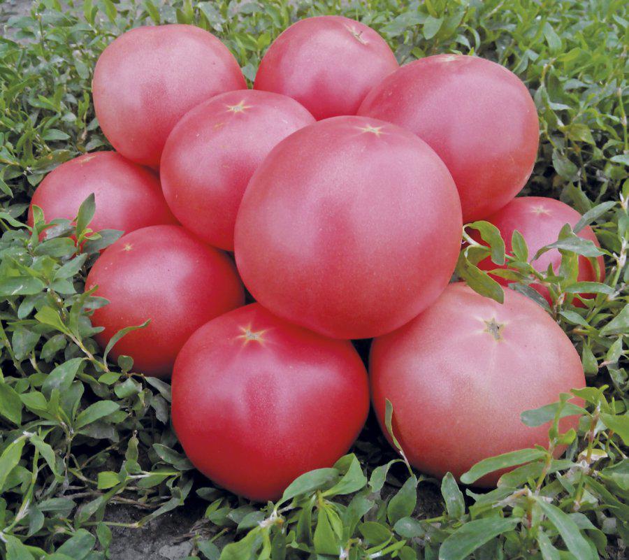 Насіння томату Пінк Світнес F1 (500 нас.) Lark Seeds
