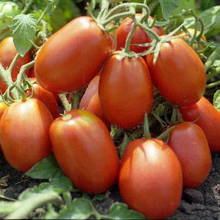 Насіння томату Ріо Гранде (500 г) Lark Seeds
