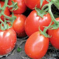 Насіння томату Ріо Фуго (500 г) Lark Seeds
