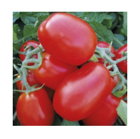Насіння томату 1510 F1 (500 сем.) Lark Seeds