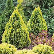 Туя західна Philips Magic Moment 3 річна, Туя західна Філіпс меджик момент, Thuja occidentalis Philips Magic, фото 5
