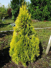 Туя західна Philips Magic Moment 3 річна, Туя західна Філіпс меджик момент, Thuja occidentalis Philips Magic, фото 3