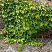 Виноград Вічі, прищеплений (2 роки, С1)