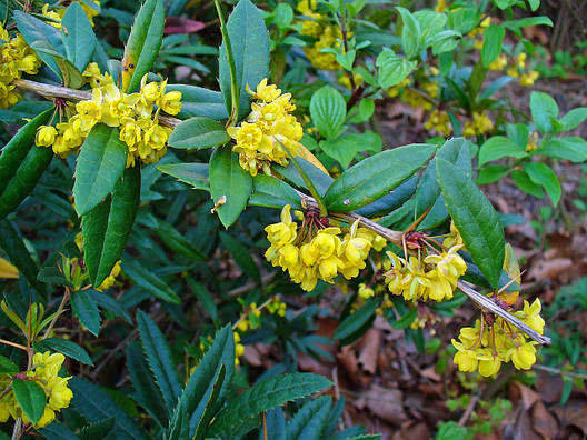 Барбарис Юліана 3 річний, Барбарис Юліана, Berberis Julianae, фото 2