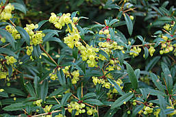 Барбарис Юліана 3 річний, Барбарис Юліана, Berberis Julianae, фото 3