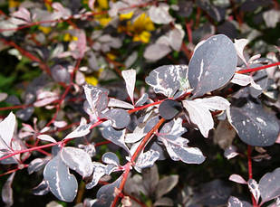 Барбарис оттавський Silver Miles 3 річний, Барбарис оттавский Сілвер Майлс, Berberis ottawensis Silver Miles, фото 5