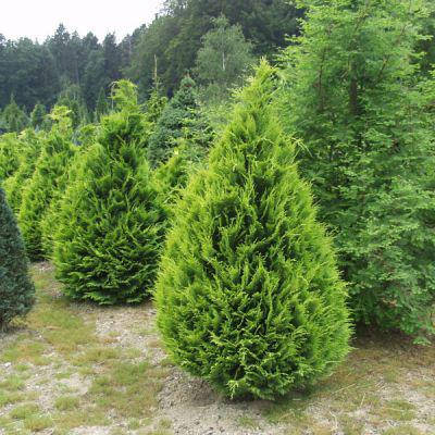 Кипарисовик Лавсона Stardust 3 річний, Кипарисовик Лавсона Стардаст ,Chamaecyparis lawsoniana Stardust, фото 1