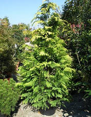 Кипарисовик Лавсона Stardust 3 річний, Кипарисовик Лавсона Стардаст ,Chamaecyparis lawsoniana Stardust, фото 4