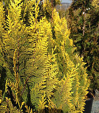 Кипарисовик Лавсона Stardust 3 річний, Кипарисовик Лавсона Стардаст ,Chamaecyparis lawsoniana Stardust, фото 5