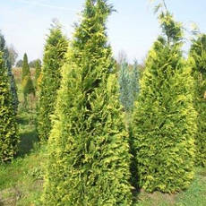 Кипарисовик Лавсона Stardust 3 річний, Кипарисовик Лавсона Стардаст ,Chamaecyparis lawsoniana Stardust, фото 6