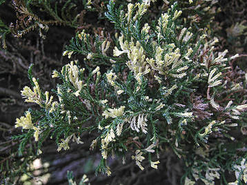 Кипарисовик Лавсона Ellwood's White 3 річний, Кипарисовик Лавсона Елвуд Вайт, Chamaecyparis lawsoniana Ellwood, фото 3
