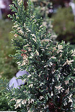 Кипарисовик Лавсона Ellwood's White 3 річний, Кипарисовик Лавсона Елвуд Вайт, Chamaecyparis lawsoniana Ellwood, фото 4