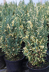 Кипарисовик Лавсона Ellwood's White 3 річний, Кипарисовик Лавсона Елвуд Вайт, Chamaecyparis lawsoniana Ellwood, фото 5