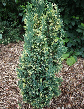 Кипарисовик Лавсона Ellwood's White 3 річний, Кипарисовик Лавсона Елвуд Вайт, Chamaecyparis lawsoniana Ellwood, фото 1