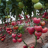 Насіння томату Пінк Кристал F1, 1000 насіння, фото 2