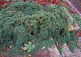 Кизильник Даммера 2 річний, Кизильник Даммера, Cotoneaster dammeri, фото 3