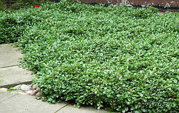 Кизильник Даммера 2 річний, Кизильник Даммера, Cotoneaster dammeri, фото 4