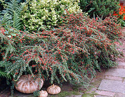 Кизильник Даммера 2 річний, Кизильник Даммера, Cotoneaster dammeri, фото 5