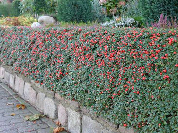 Кизильник Даммера 2 річний, Кизильник Даммера, Cotoneaster dammeri