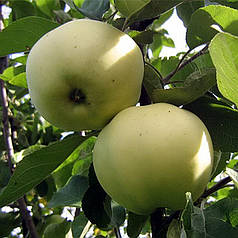 Яблуня річна сорт Папіровка, підщепа 54-118 🌱 В ПАКЕТІ 3.5 л