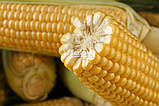 Насіння солодкого ( цукрових ) кукурудзи Турбін F1, насіння 5000, фото 2